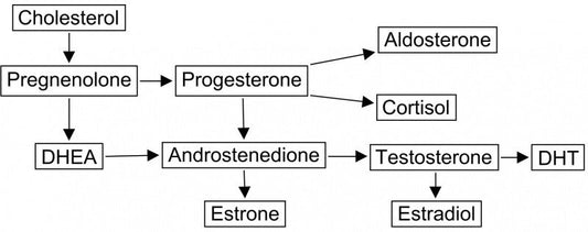 Prohormone Metabolism Diagram